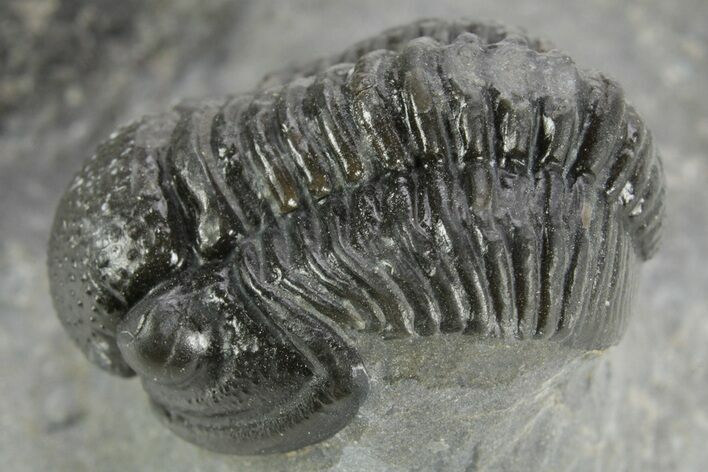 Curled Proetid (Gerastos) Trilobite Fossil - Morocco #377266